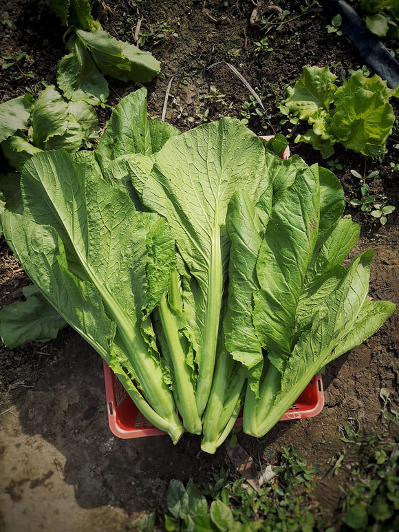 包心芥菜 12両至1斤 1棵 Mustard Green 450g-600g per head