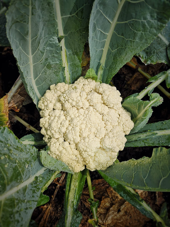 椰菜花 一斤 Cauliflower 600g