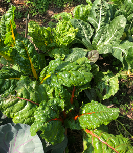 ☘️林村一葉農莊 豬乸菜一斤 Swiss Chard 600g