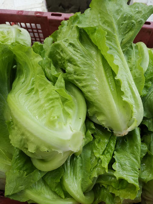 意大利生菜 一斤 Romanine Lettuce 600g