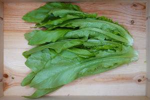 油麥菜 一斤 Indian Lettuce 600g