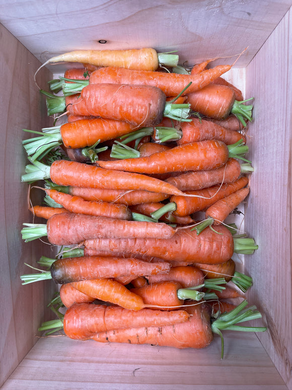 甘筍 約一斤 Carrot 600g