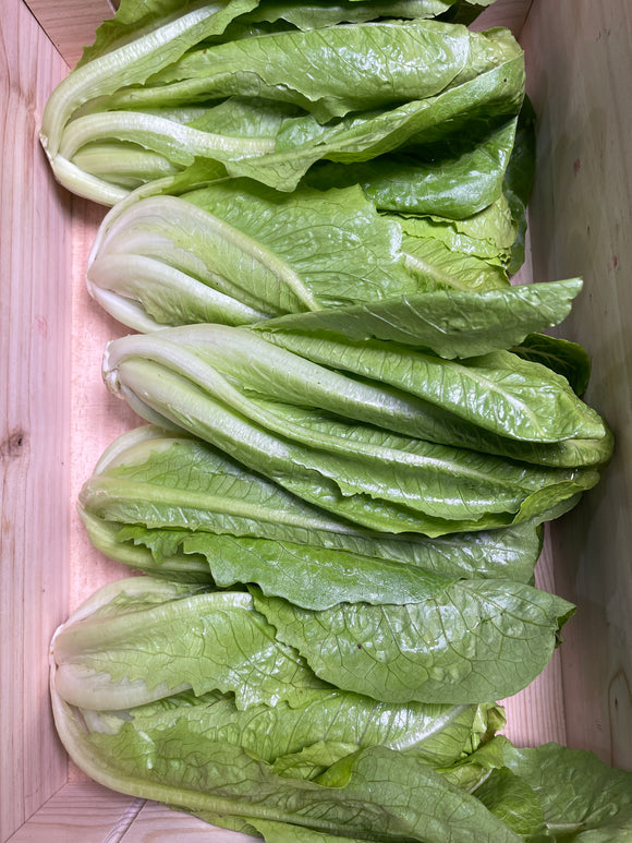 羅馬生菜 一斤 Romanine Lettuce 600g