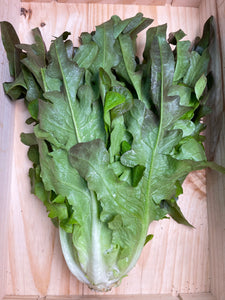 紅甜麥1斤 Lolla Rossa lettuce 600g