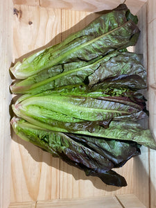 紅羅馬生菜 Red Romaine lettuce 600g