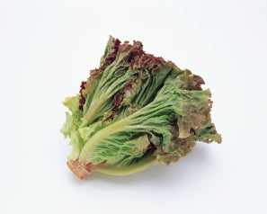 紅生菜 一斤 Lolla Rossa Lettuce 600g